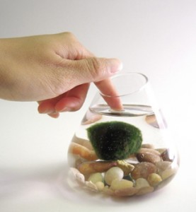 Marimo Plant on Etsy Marimo Plant on Etsy