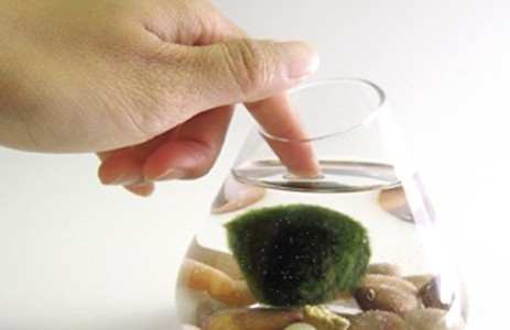 Marimo Plant on Etsy