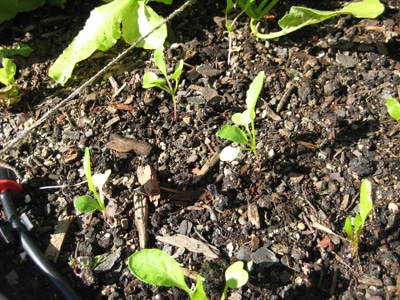 Beets that won't grow Beets that won't grow