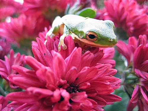 North Carolina Green Tree Frog North Carolina Green Tree Frog