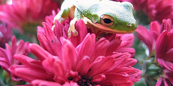 Frog on Mums