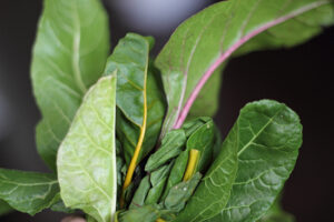 Limp Chard Leaves Limp Chard Leaves