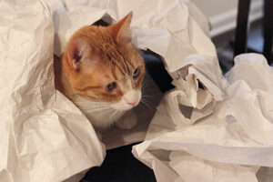 Miso Playing with Tissue Paper Miso Playing with Tissue Paper