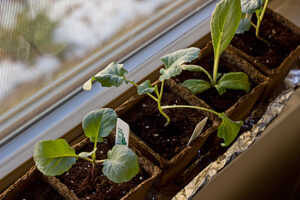 Plants on Windowsill Plants on Windowsill