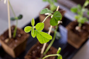 Edamame - March 20 Edamame - March 20