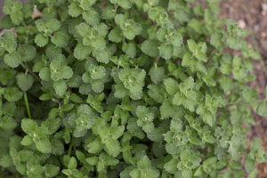 Catmint (April 1) Catmint (April 1)