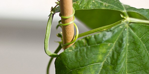 bean_on_pole_6_6_12