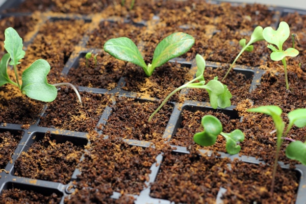 Garden Update | Mold in my Seed Starting Flats. Sob!