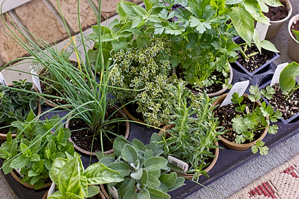 Guide to Growing Your Own Herbs + How to Dry Them (Video)