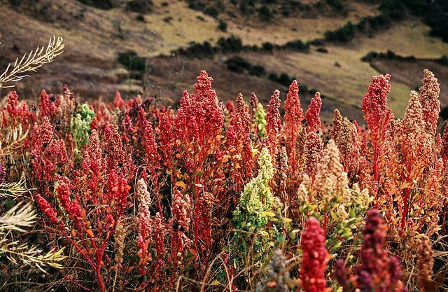 facts about Quinoa
