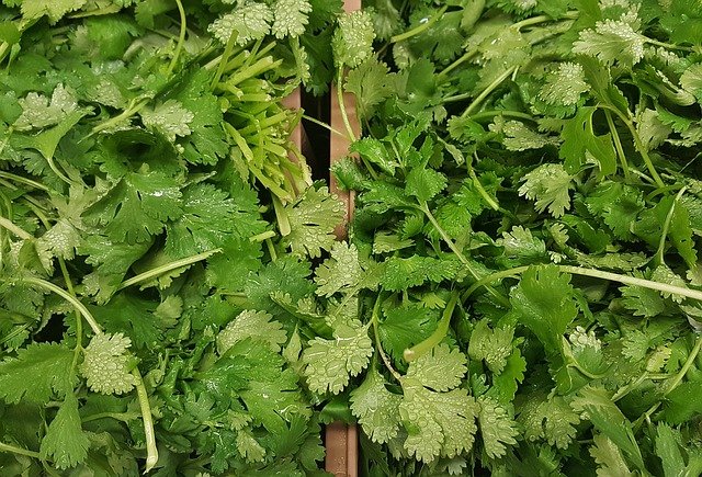 cilantro leaves and coriander seeds