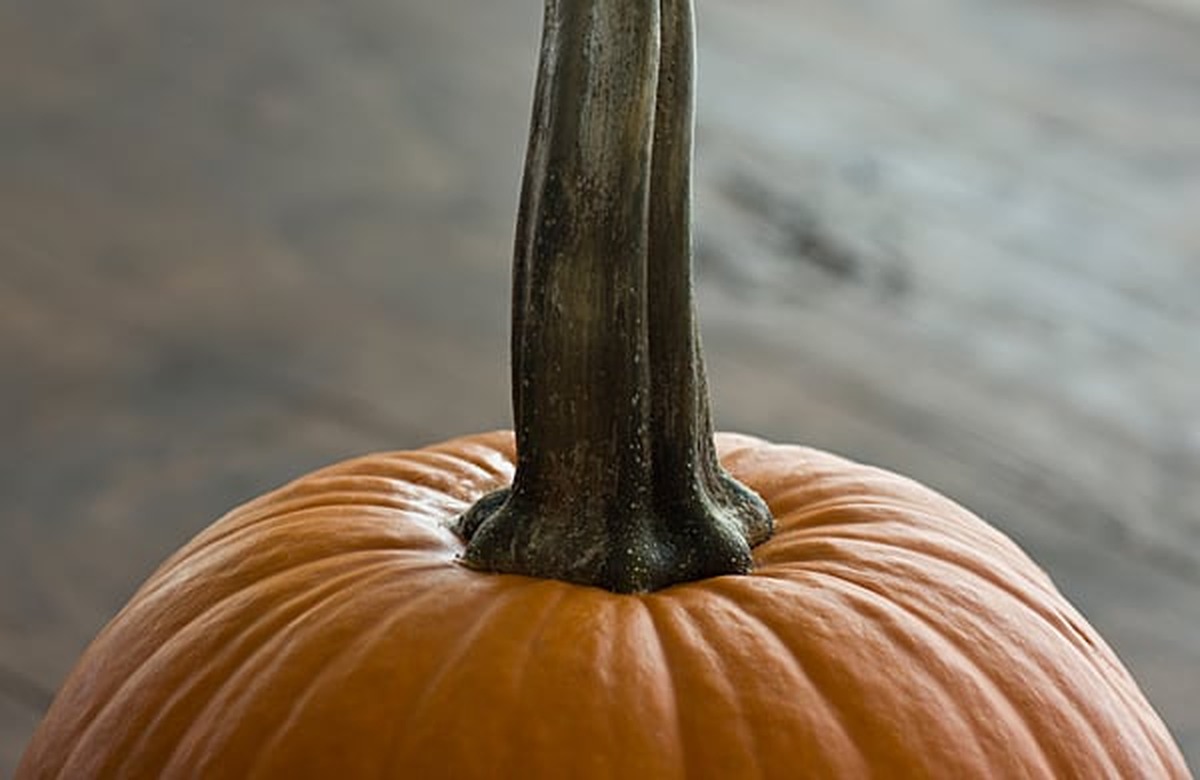 Small orange pie pumpkin with a long green stem